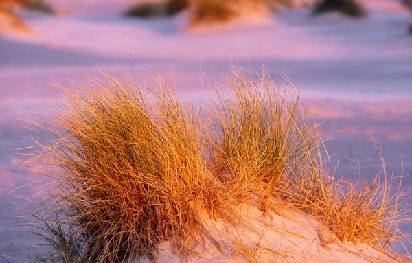 Dünengras im Morgenlicht auf Amrum von Robert Kalb