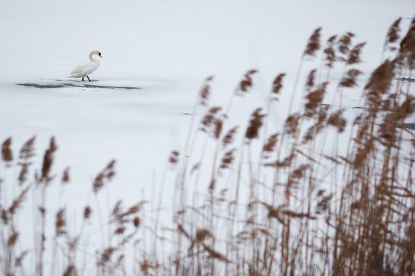 EIn Schwan auf der Schneedecke der gefrorenen Alten Donau von Robert Kalb