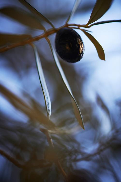 Eine dunkle Olive am Baum hängend von Robert Kalb