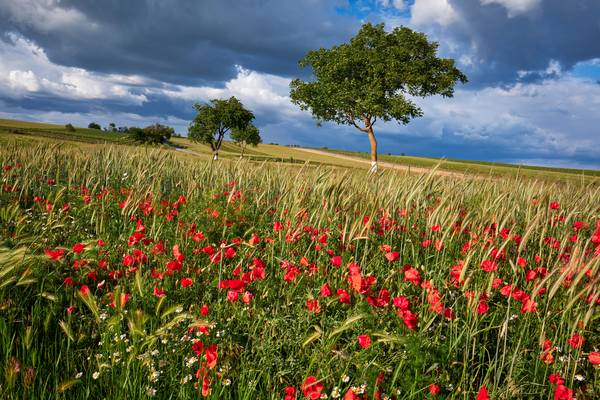 Feld mit Mohnblumen und echter Kamille am Strassenrand von Robert Kalb