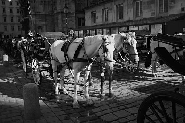 Fiaker wartet am Stephansplatz von Robert Kalb