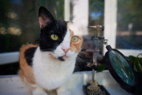 Katze hinter einem Fenster der Wohnung von Robert Kalb