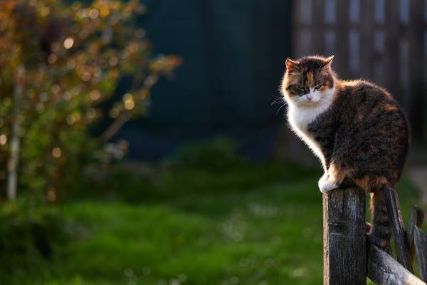 Katze sitzt auf einem Zaun im Gegenlicht von Robert Kalb