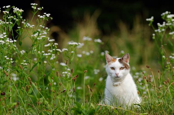 kleine neugierige Katze sitzt im Gras von Robert Kalb