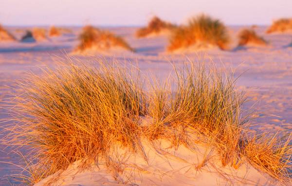 Leuchtendes Dünengras im Morgenlicht am Strand von Robert Kalb