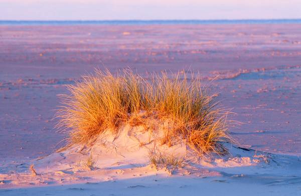 Leuchtendes Dünengras im Morgenlicht am Strand von Robert Kalb