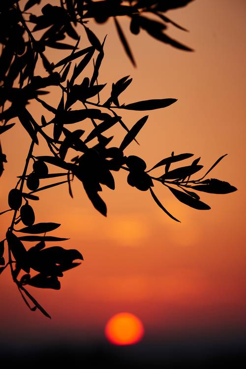 Olivenbaum-Silhouette im Sonnenuntergang von Robert Kalb