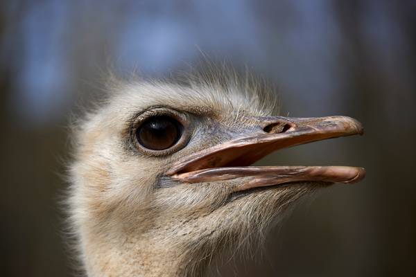 Portrait eines Straußenvogels im Park von Robert Kalb