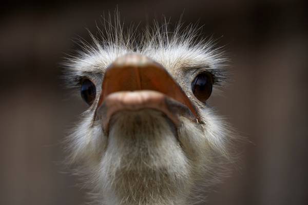 Portrait eines Straußenvogels von vorne von Robert Kalb