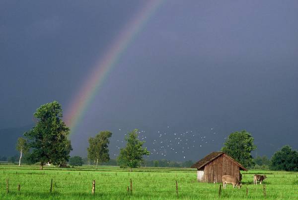 Riedlandschaft mit Regenbogen von Robert Kalb