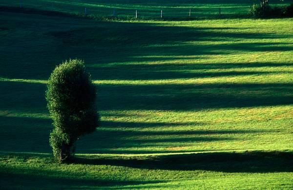 Sommerliche Almenlandschaft mit Baum von Robert Kalb