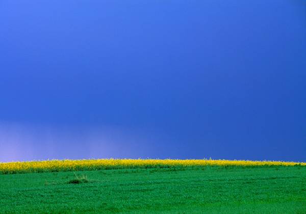 Streifen eines gelben Rapsfeldes zwischen Himmel und Wiese von Robert Kalb