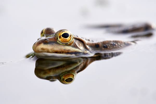 Teichfrosch im Wasser von Robert Kalb