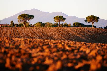 Ackerlandschaft mit Pinien im Morgenlicht