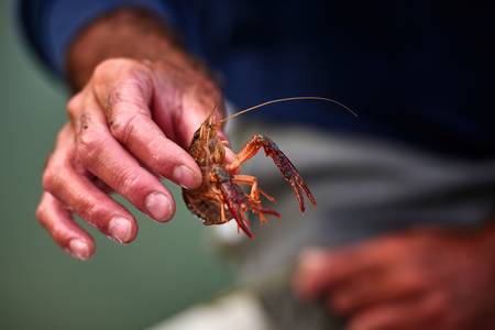 Fischer hält einen kleinen Krebs in der Hand