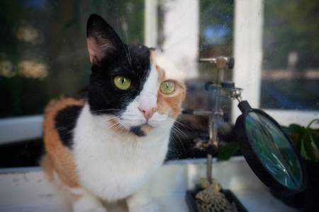 Katze hinter einem Fenster der Wohnung