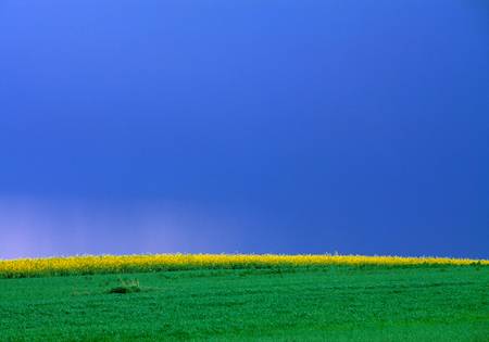 Streifen eines gelben Rapsfeldes zwischen Himmel und Wiese