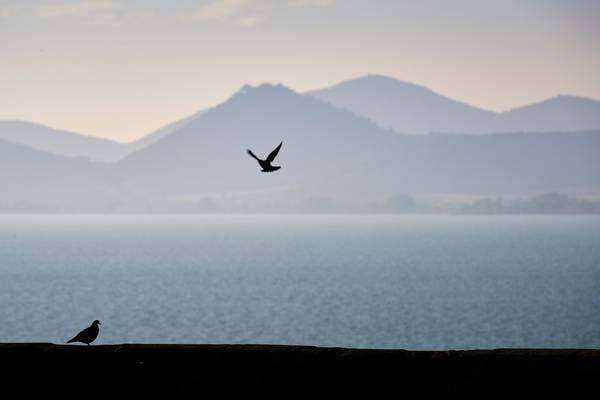 Zwei Möwen am Lago di Trasimeno See von Robert Kalb