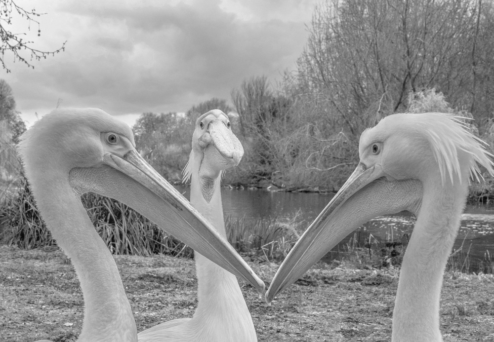 Pelican trio von Robert Page