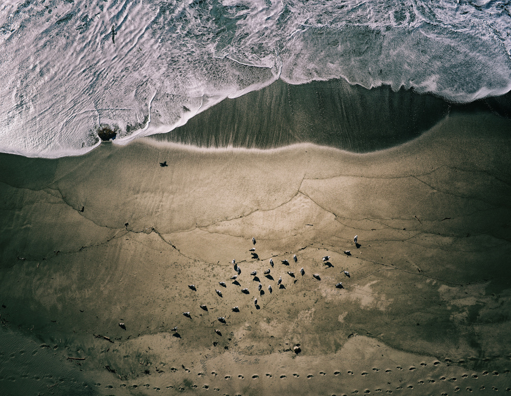 Seagulls and Surf von Robert Work