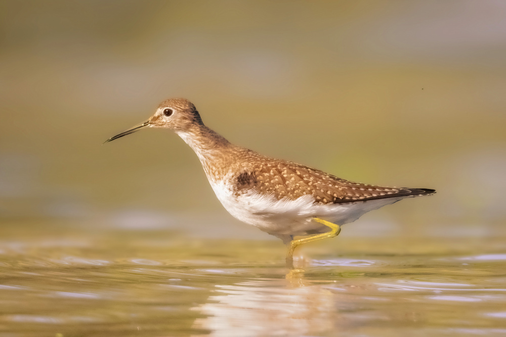 Solitary Sandpiper von Robert Zhang