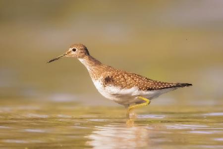 Solitary Sandpiper