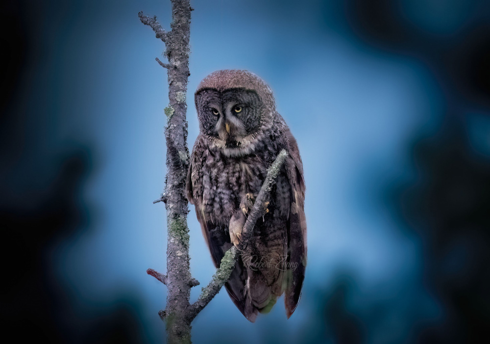 Grey Ghost in Dark von Robert Zhang