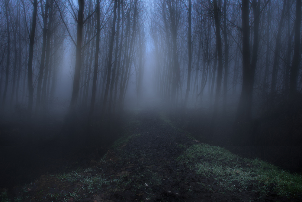 the foggy forest von Roberto Franchini