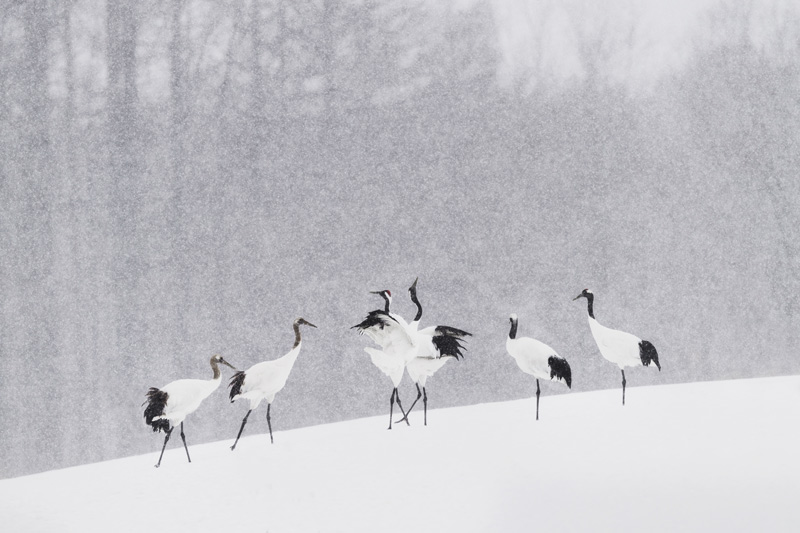 Japanese Cranes von Roberto Marchegiani