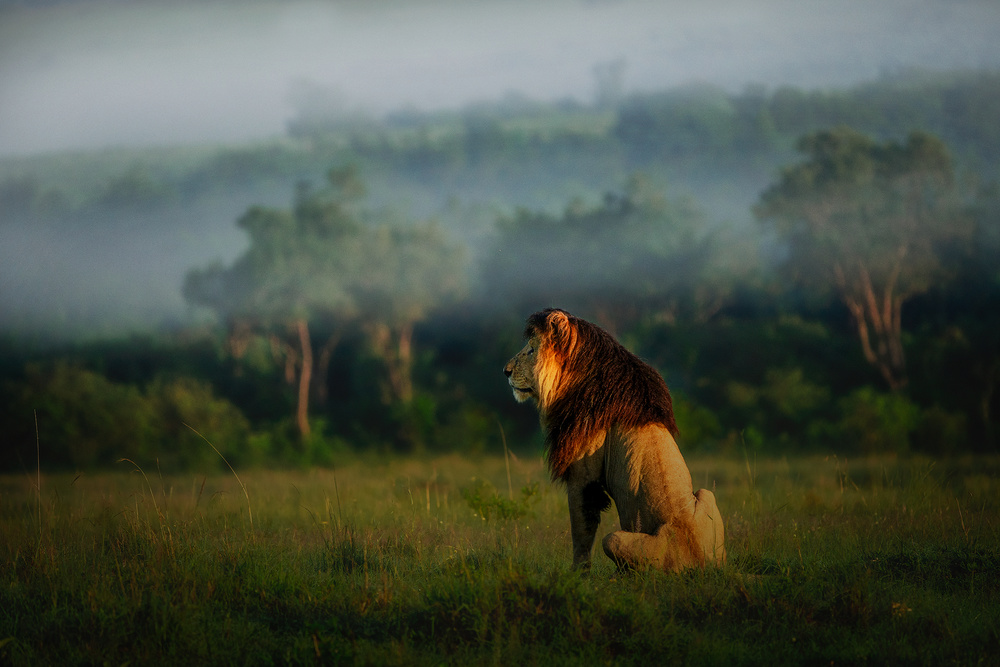 Old Lion von Roberto Marchegiani