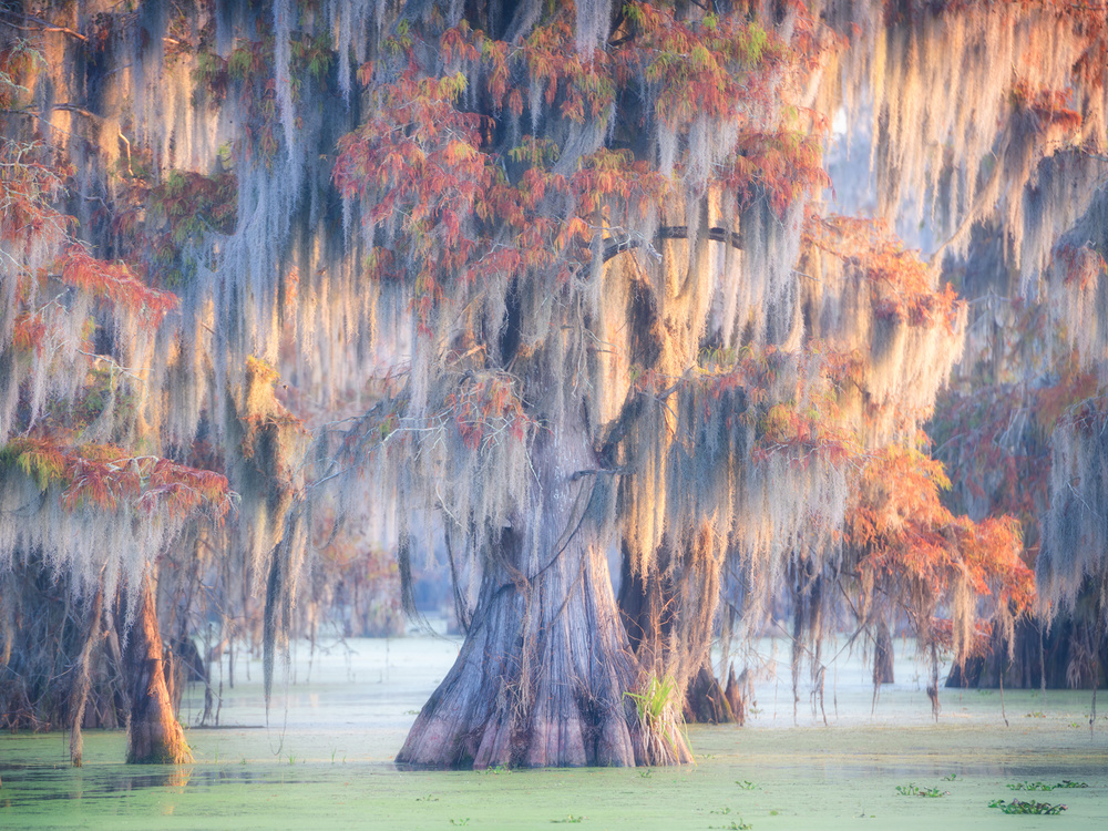 Atchafalaya River von Roberto Marchegiani