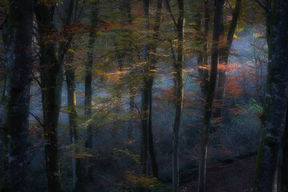 The fairy forest von Roberto Marchegiani