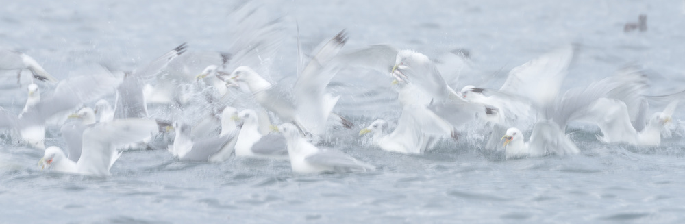 Breaking the surface von Roberto Marchegiani