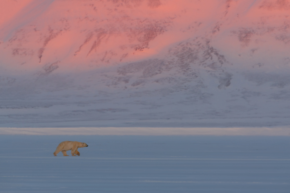 Polar Bear von Roberto Marchegiani