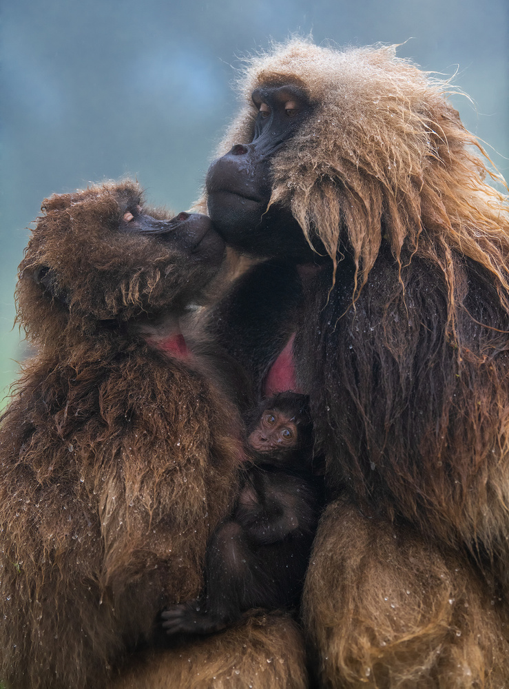 Family von Roberto Marchegiani