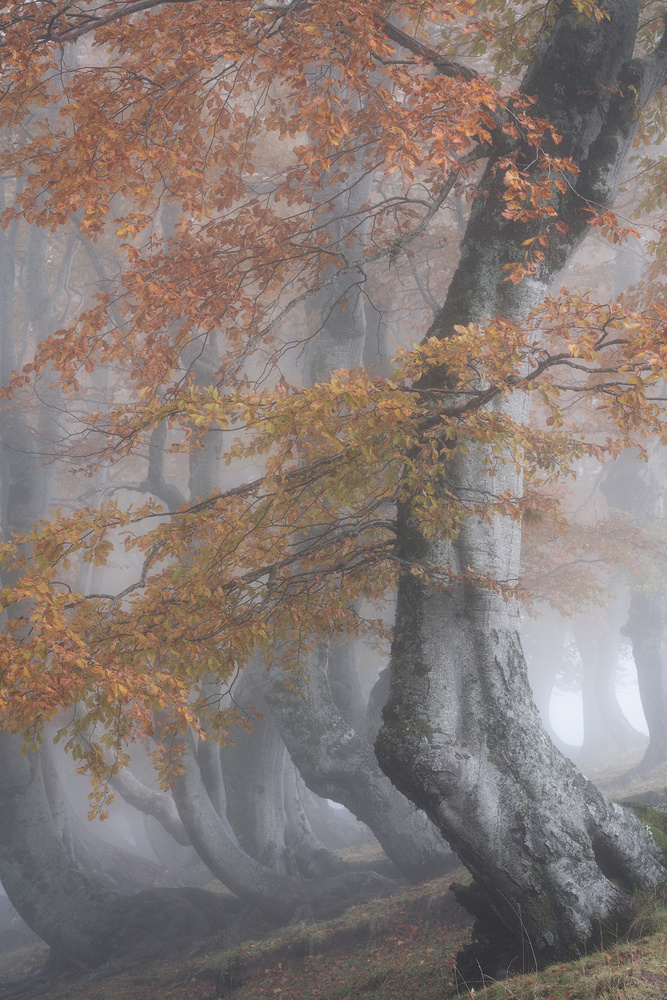 Twisted beeches von Roberto Marchegiani