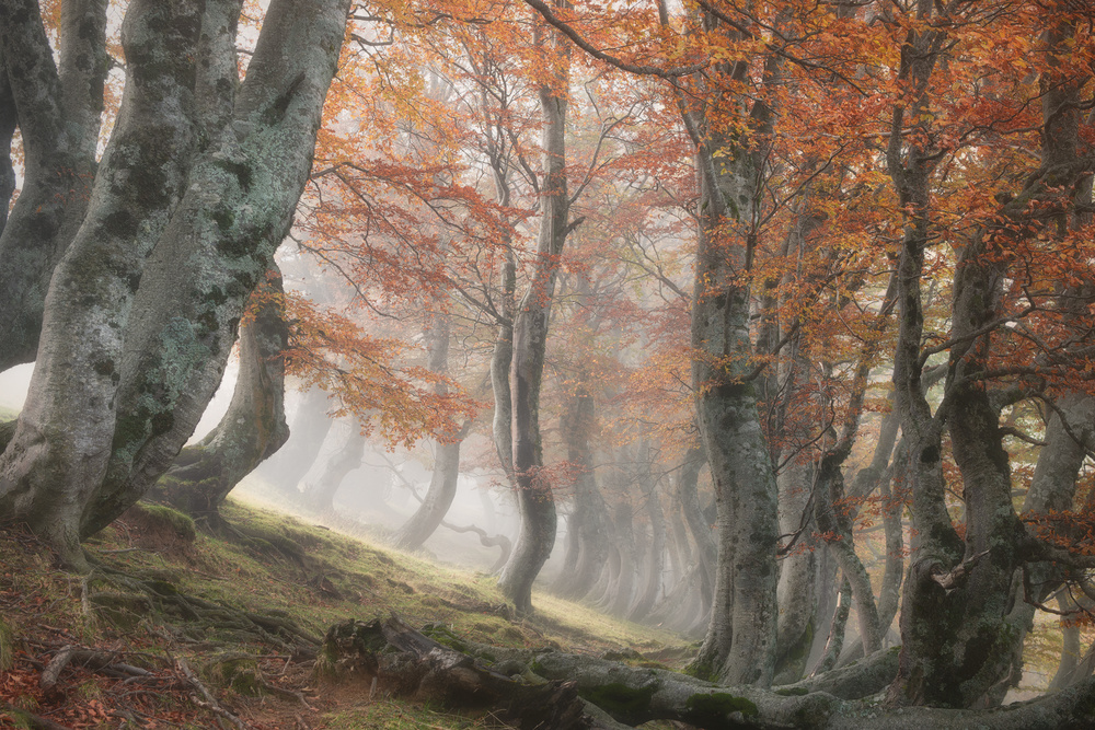 Twisted Beeches von Roberto Marchegiani