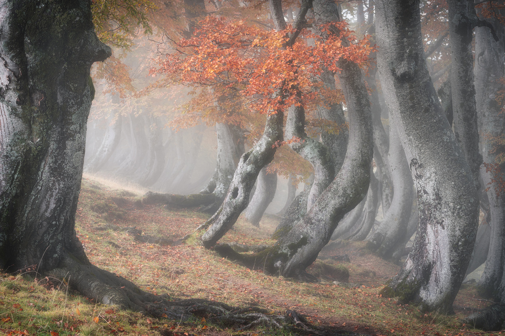 Twisted beeches von Roberto Marchegiani