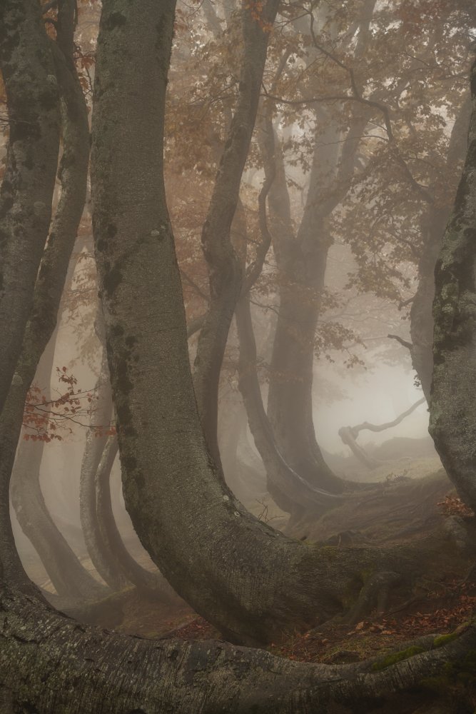 twisted beeches von Roberto Marchegiani