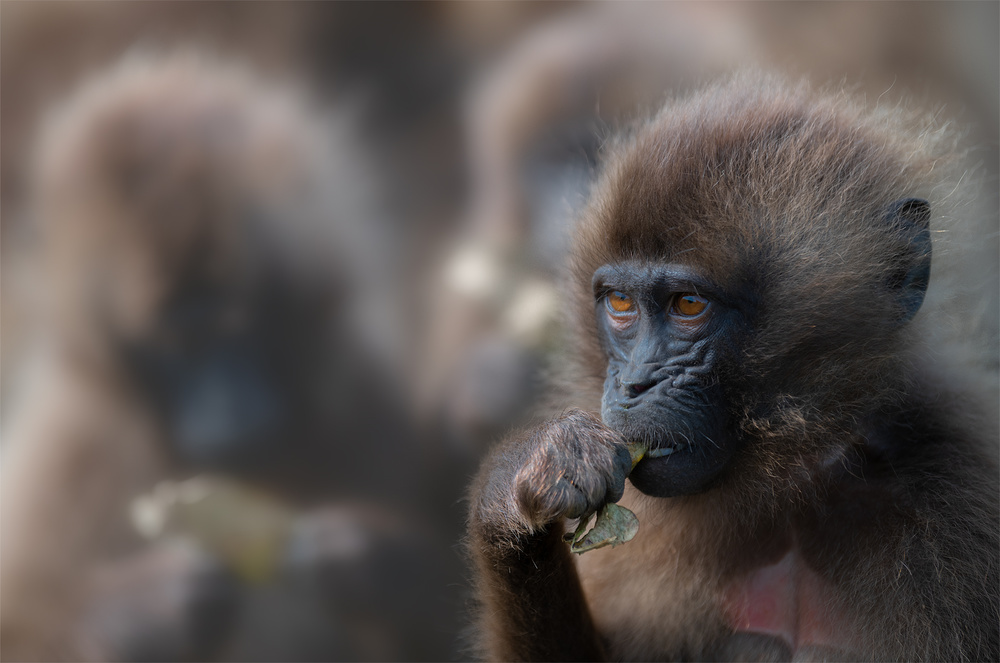 Gelada Baboon von Roberto Marchegiani