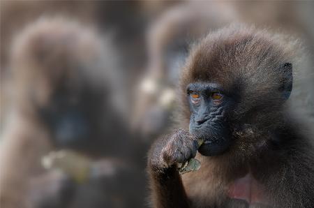 Gelada Baboon