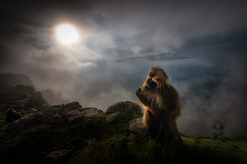 Gelada Baboons von Roberto Marchegiani