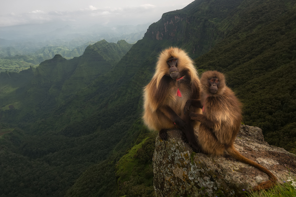 Gelada Baboons von Roberto Marchegiani