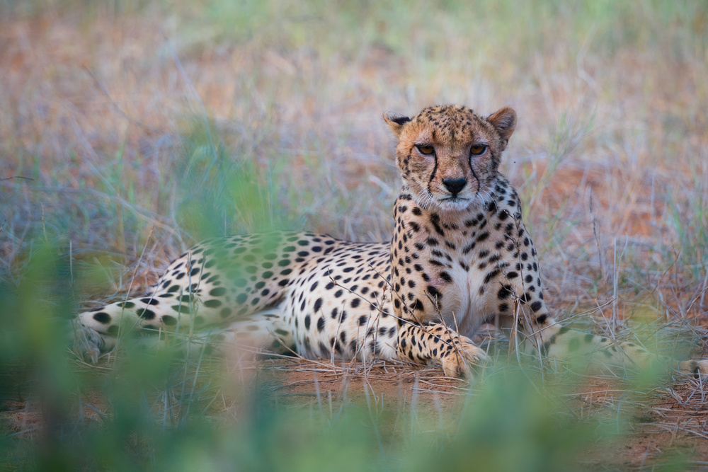 Cheetah -Tsavo East von Roberto Marchegiani