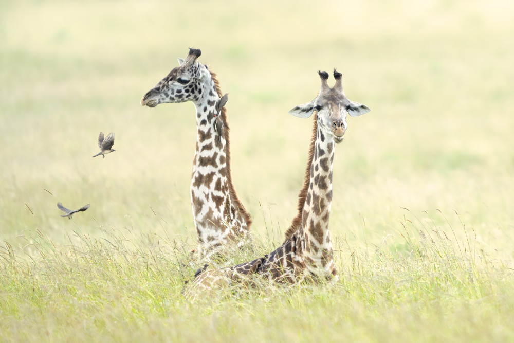 Giraffes in Masai Mara von Roberto Marchegiani