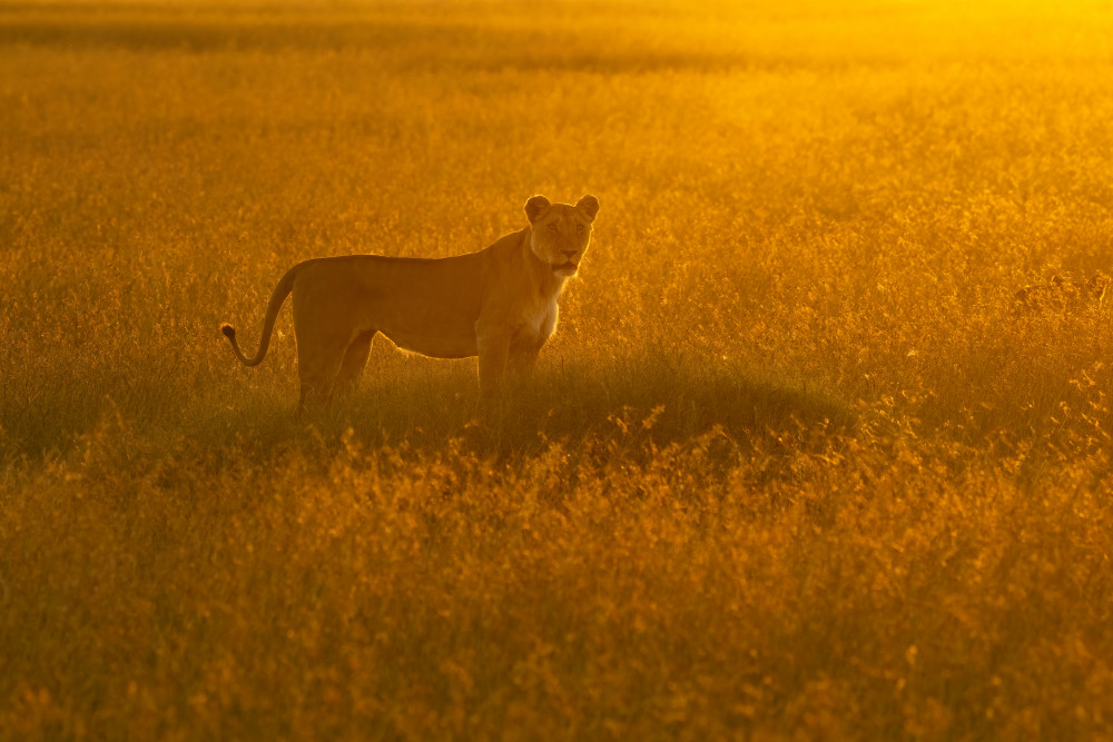 Golden Savannah von Roberto Marchegiani