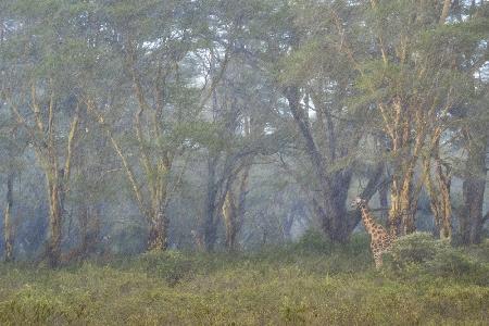 Big storm in the forest