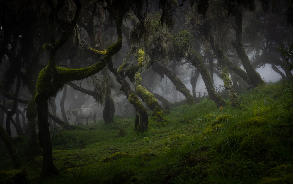 Harenna Forest von Roberto Marchegiani