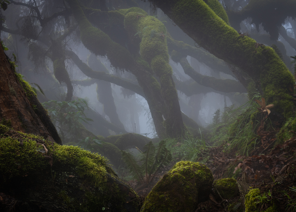 Harenna Forest von Roberto Marchegiani