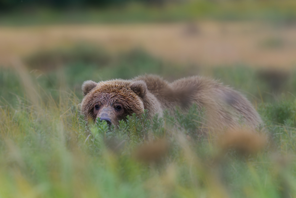 I see you von Roberto Marchegiani